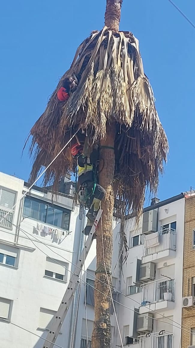 Evacuan a un operario atrapado en una palmera y que se ha desvanecido durante el rescate