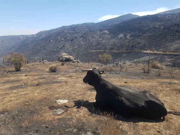 Una vaca de raza Avileña-Negra Ibérica en lazona afectada por el incendio de Navalacruz donde han ardido pastos y pacas de paja que los ganaderos tenían para alimentarlas durante el invierno