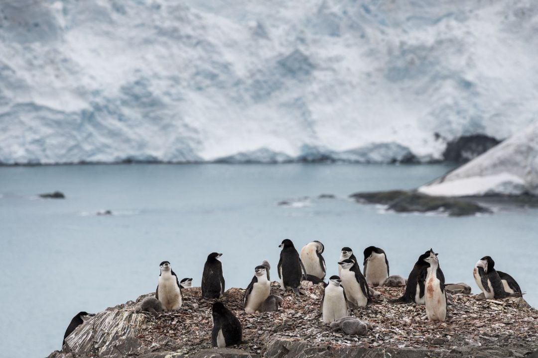 Fotografía cedida por Greenpeace que muestra un grupo de pingüinos barbijo en la Isla Elefante (Antártida)