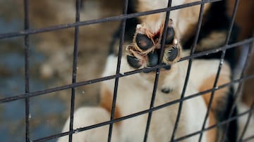 Corridas de toros, burros arrastrando peso y sokamuturra: la polémica animalista en aumento en Bizkaia