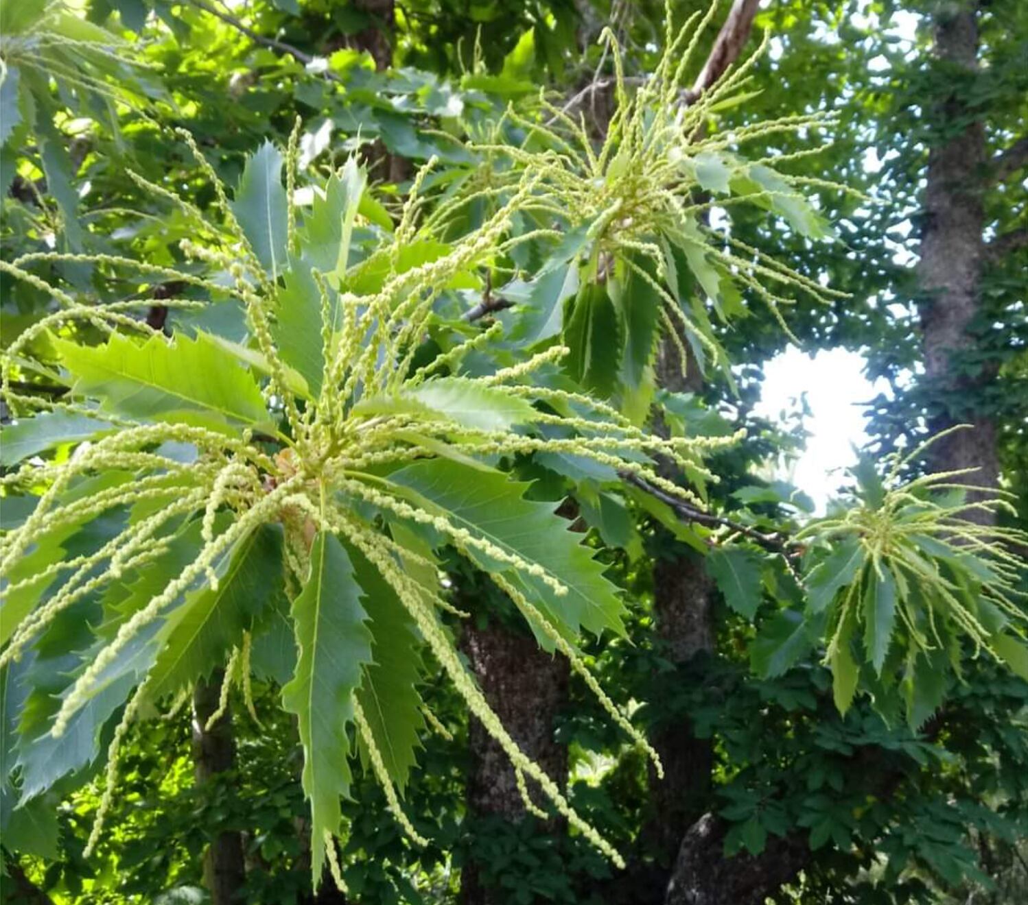 Un impresionante color amarillo olivo pinta la Sierra de San Vicente