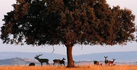 Ungulados y cérvidos encuentran en Cabañeros uno de sus hábitats predilectos en nuestro país