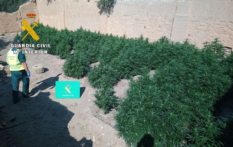 Los agentes se incautaron de 111 kilos de marihuana en verde en esta parcela de La Cueva de Roa