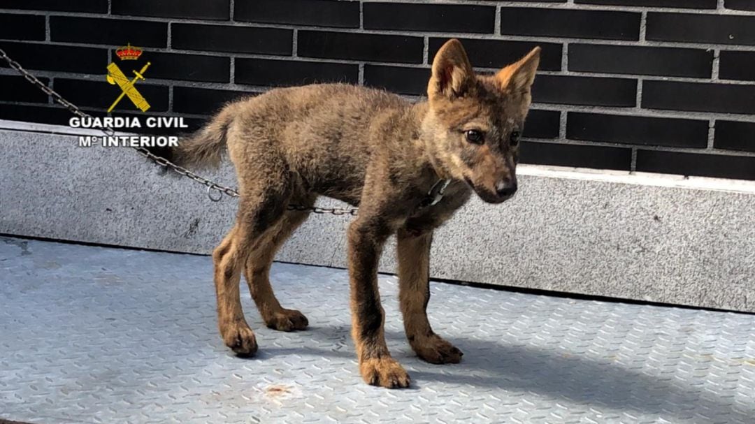 Cachorro de lobo recogido por la Guardia Civil en Abelgas de Luna (León).