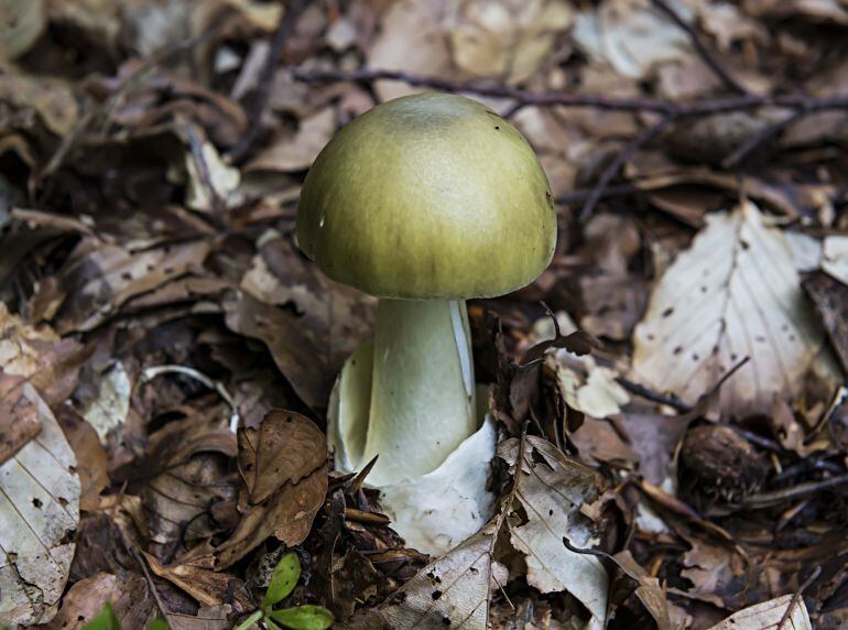 Amanita Phaloides