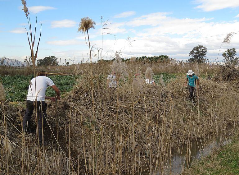 Momento de la plantación de árboles