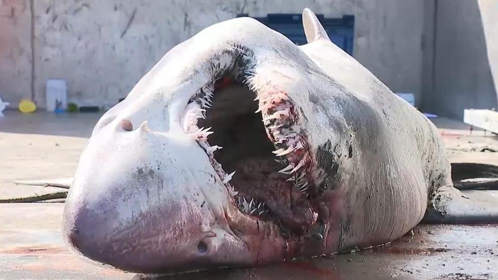 Hallan en Galicia un ejemplar de tiburón de una especie nunca vista.