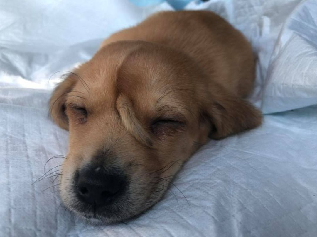 El perro 'Narwhal' con una segunda cola en la frente.