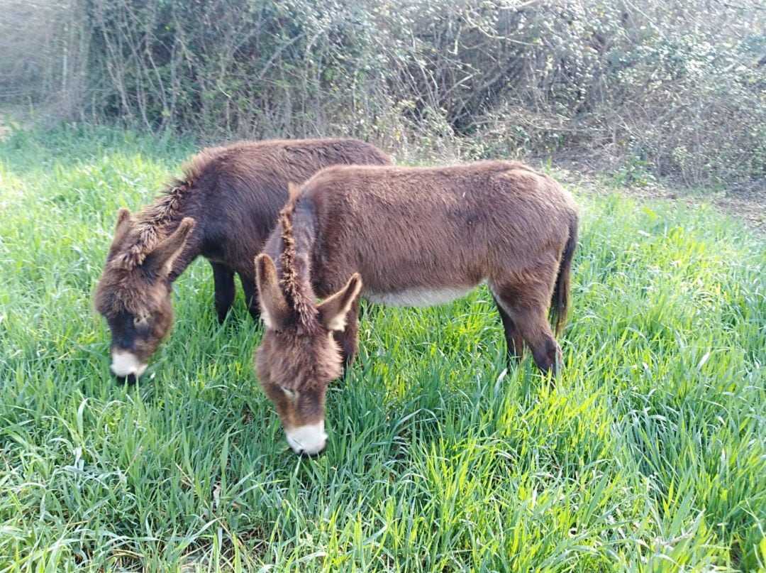 Un equipo de burros se encarga de desbrozar, con un 100% de efectividad