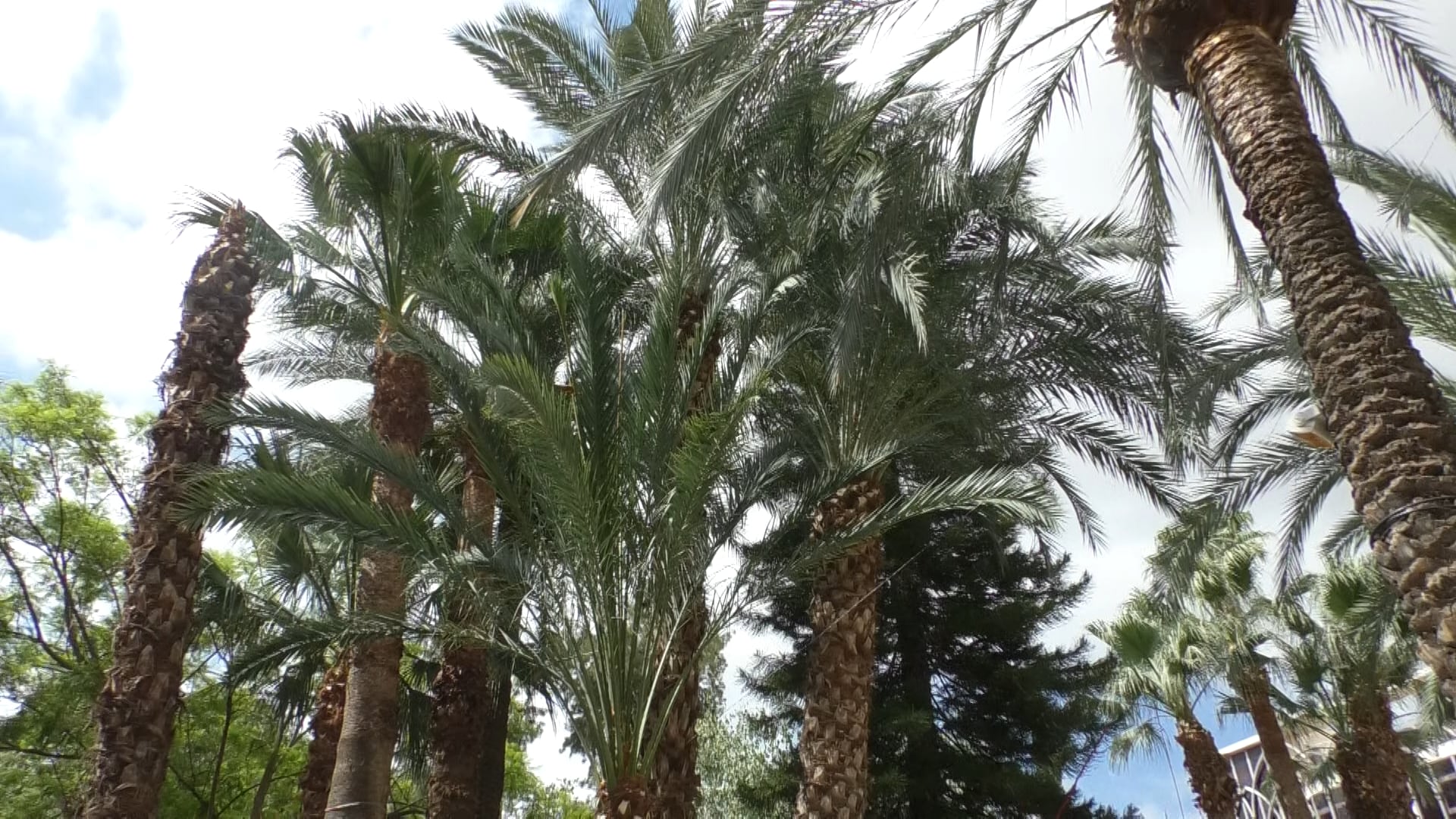 Palmeras en la Glorieta