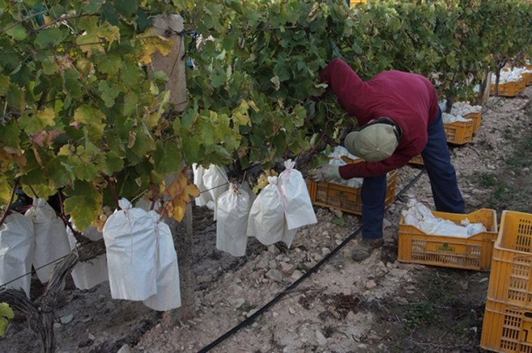 Campo y trabajador de la uva de mesa embolsada del Vinalopó