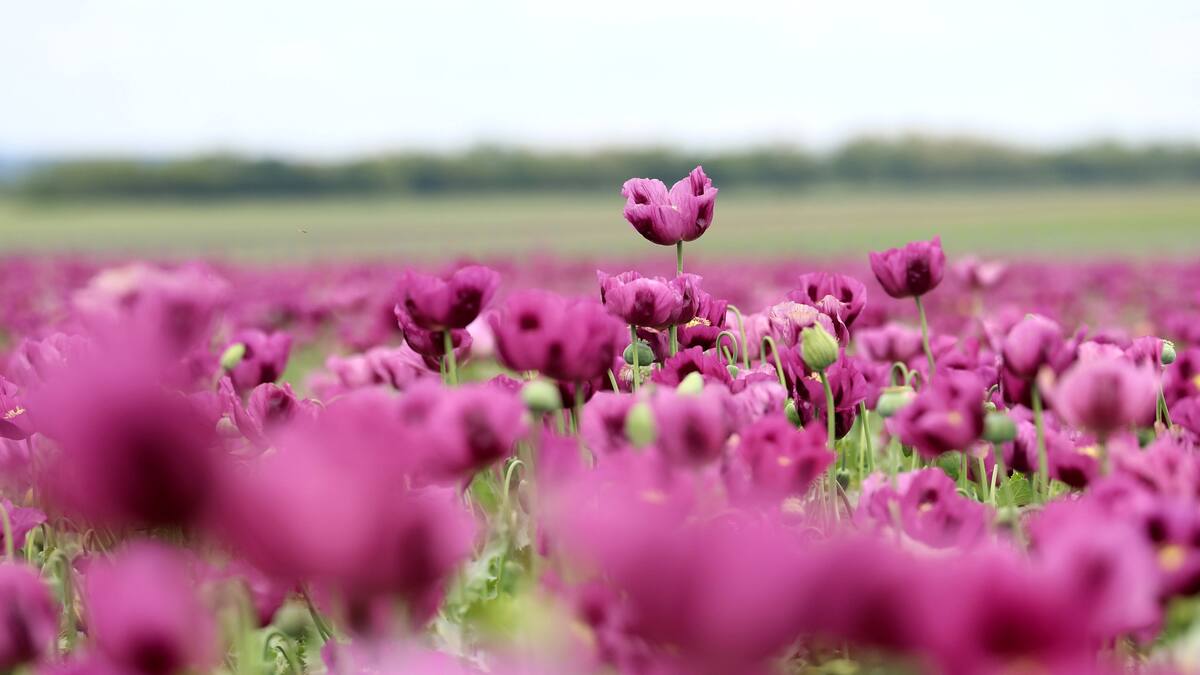 Entrevista a Javier Arcenillas, profesor de la escuela PICA de Alcobendas, que comienzan nuevo curso