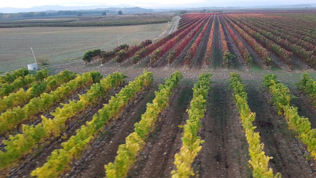 Viñedos de la Denominación de Origen Calificada Rioja.