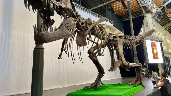 La Unión camina hacia la 28ª edición de la Feria de Minerales y Fósiles