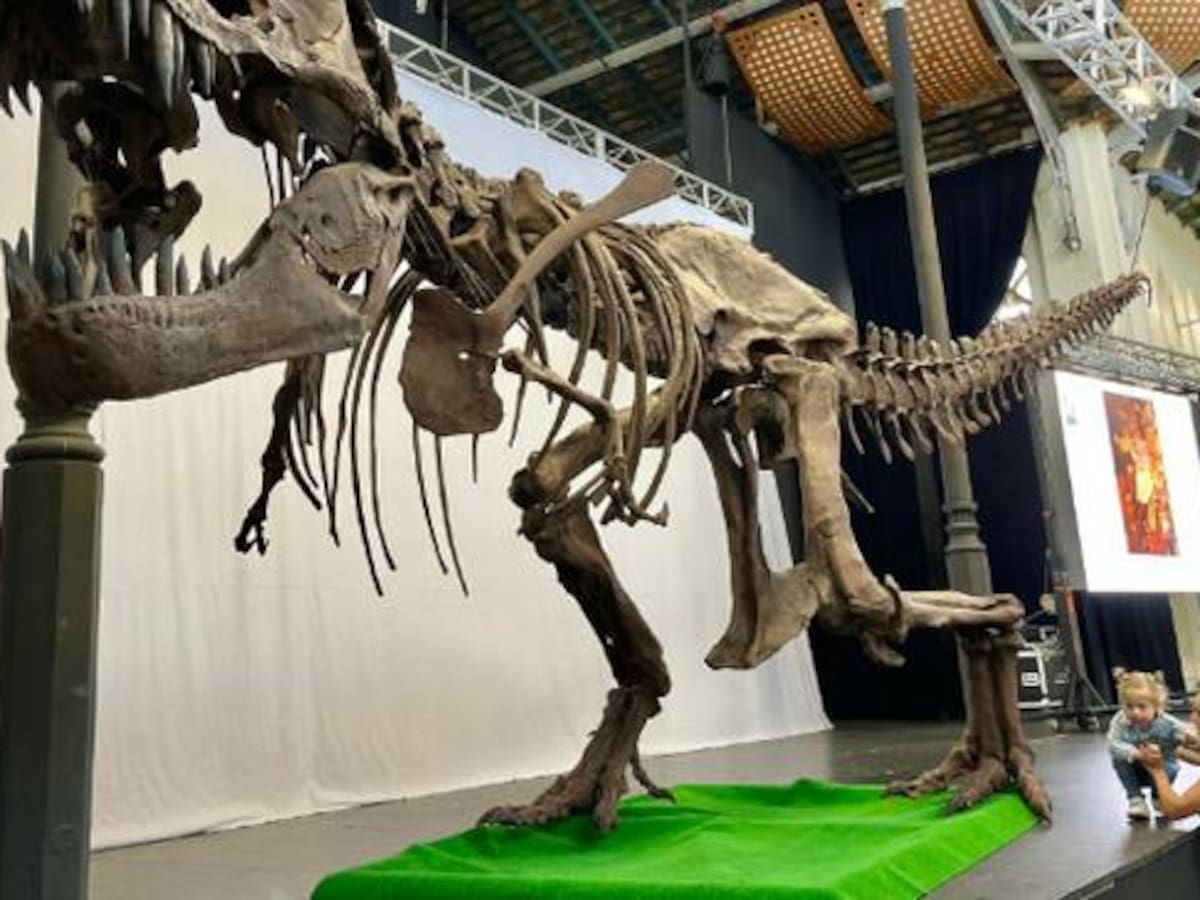 La Unión camina hacia la 28ª edición de la Feria de Minerales y Fósiles