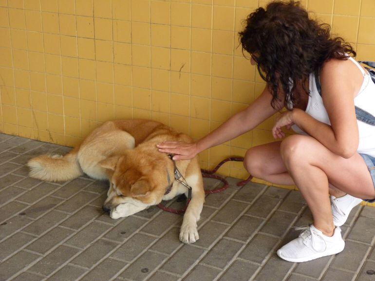 La perra Maya espera paciente a su dueña