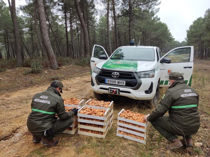 Incautados 85 kilos de níscalos recolectados de forma clandestina