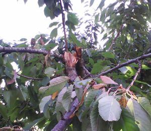 Los osos rompen las ramas de los árboles frutales