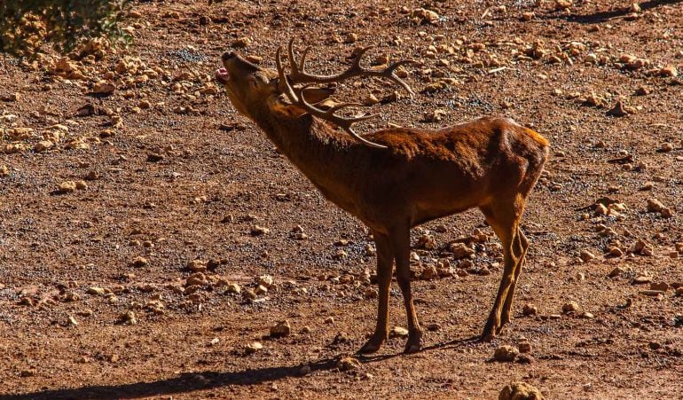 Ciervo en la &#039;berrea&#039; en el Parque Natural de Cazorla