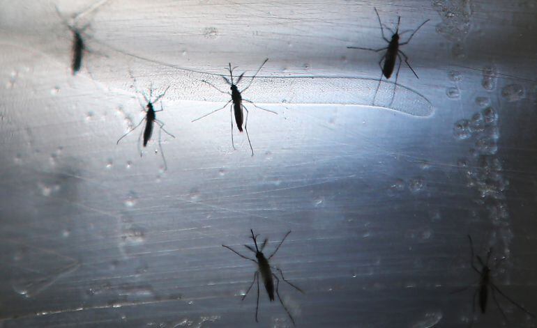 Los niveles de agua en las lagunas y humedales marcan los ciclos de eclosión y desarrollo de los mosquitos