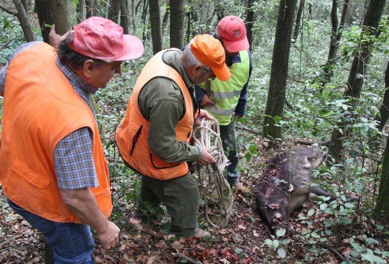 Les batudes de senglar estan a l'ordre del dia però no serveixen per aturar l'avanç.