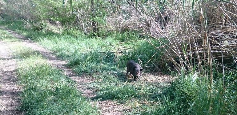 Un dels porcs vietnamites trobat aquest estiu en una de les partides de l'horta de Lleida.