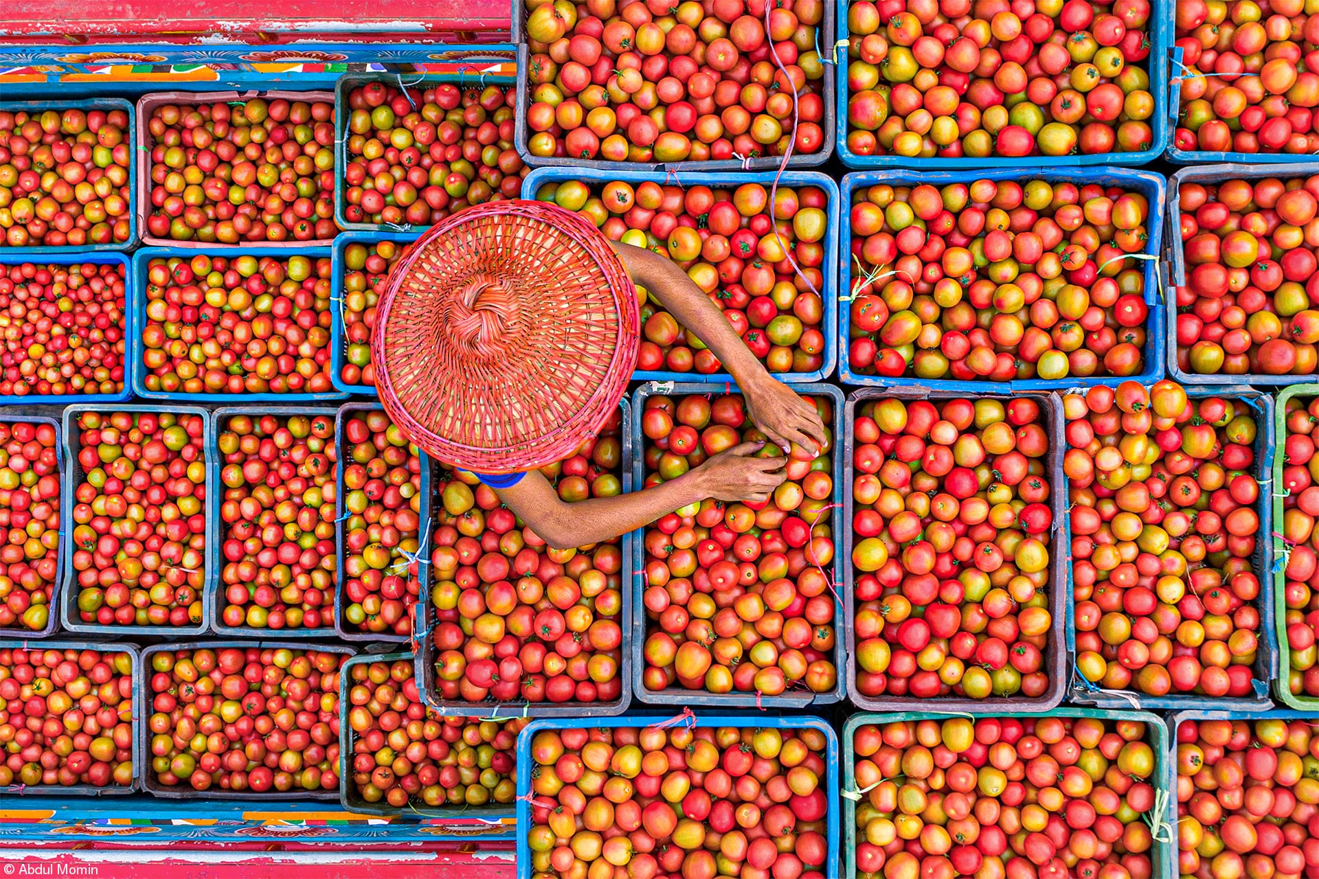 Tomates cada día (Bangladesh).