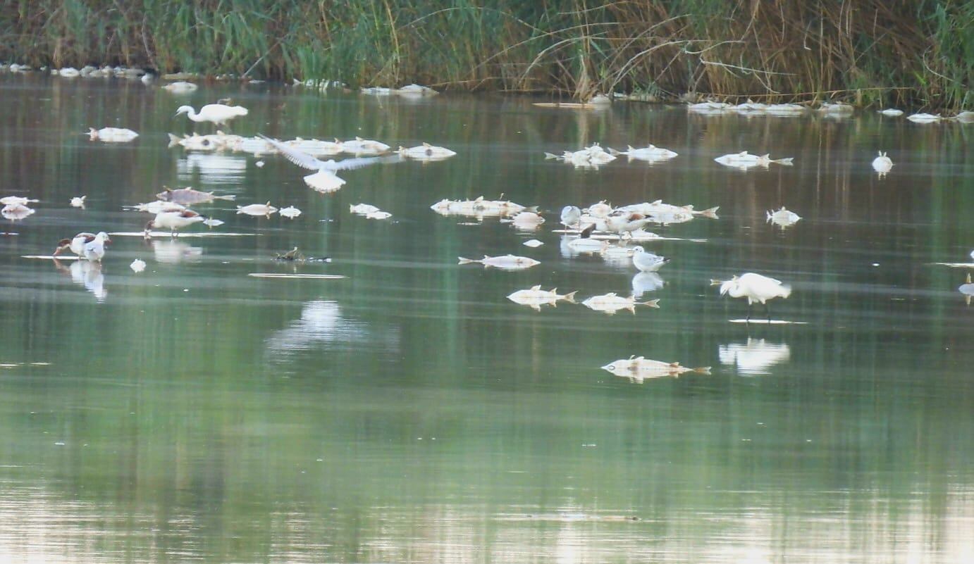 Entre els afectats també hi ha dos martinets blancs, un capó reial i un territ, tot fauna avícola de la zona