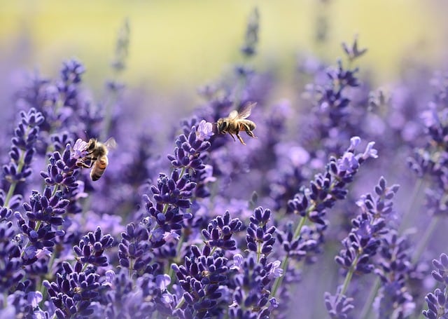 Día de las abejas