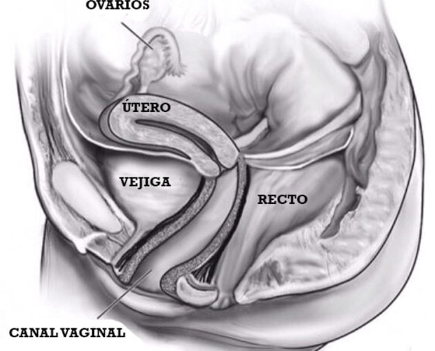 Ilustración del canal vaginal