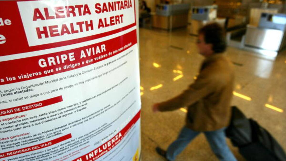 Las historias detrás de las canciones y la gripe aviar