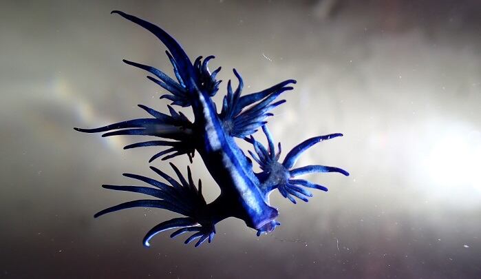 Ejemplares de dragón azul