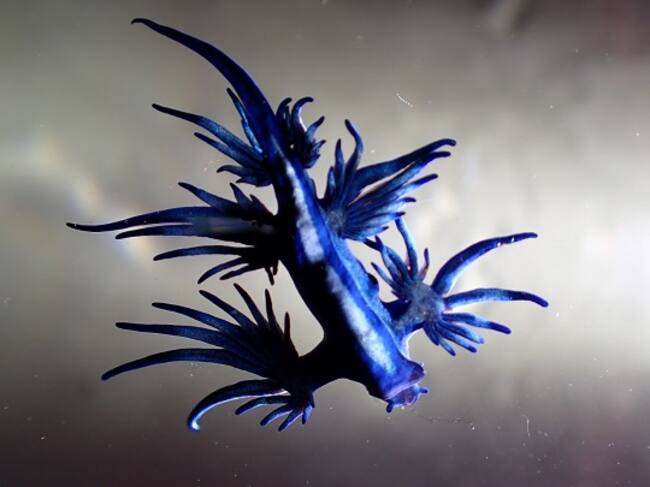 Ejemplares de dragón azul