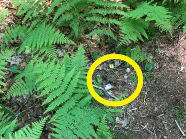 El sapo estaba escondido junto al helecho.