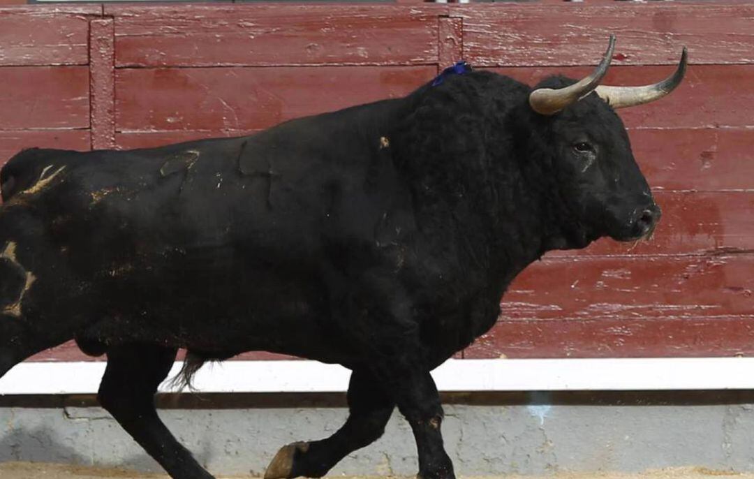 Un toro en una plaza (imagen de archivo)