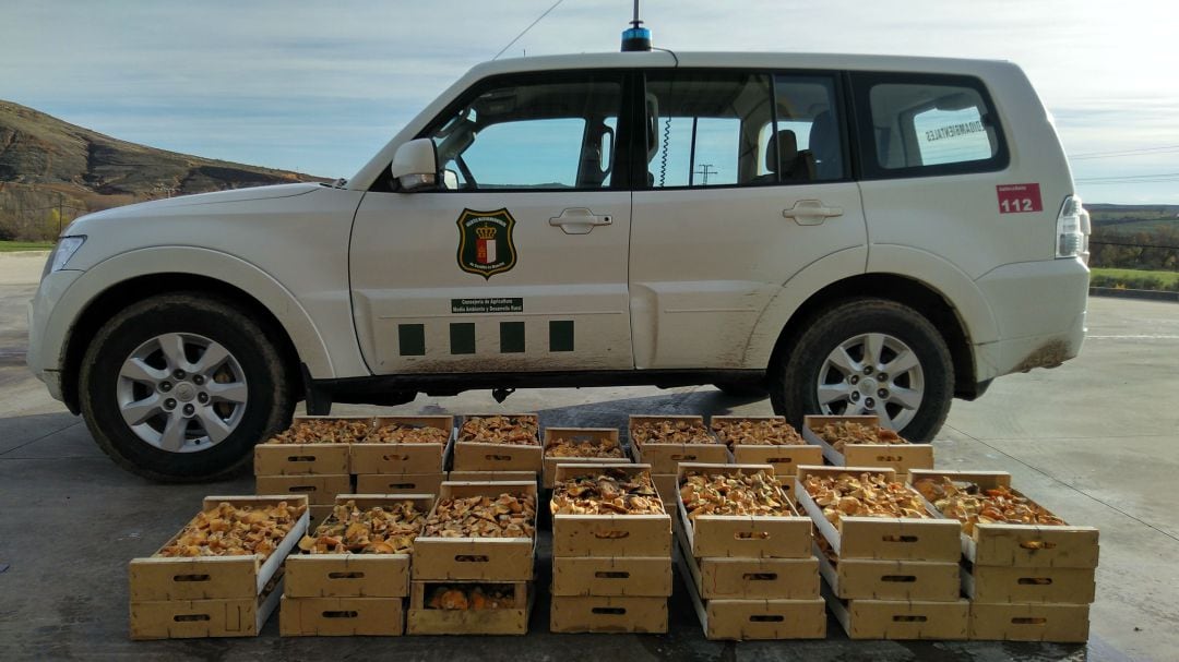 Níscalos incautados en los montes de Tamajón