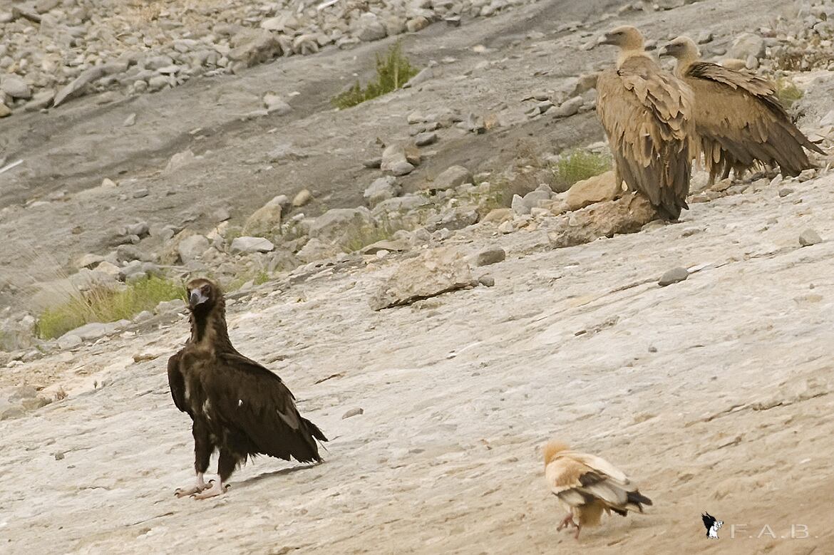 Buitre negro. Foto: Fondo Amigos del Buitre