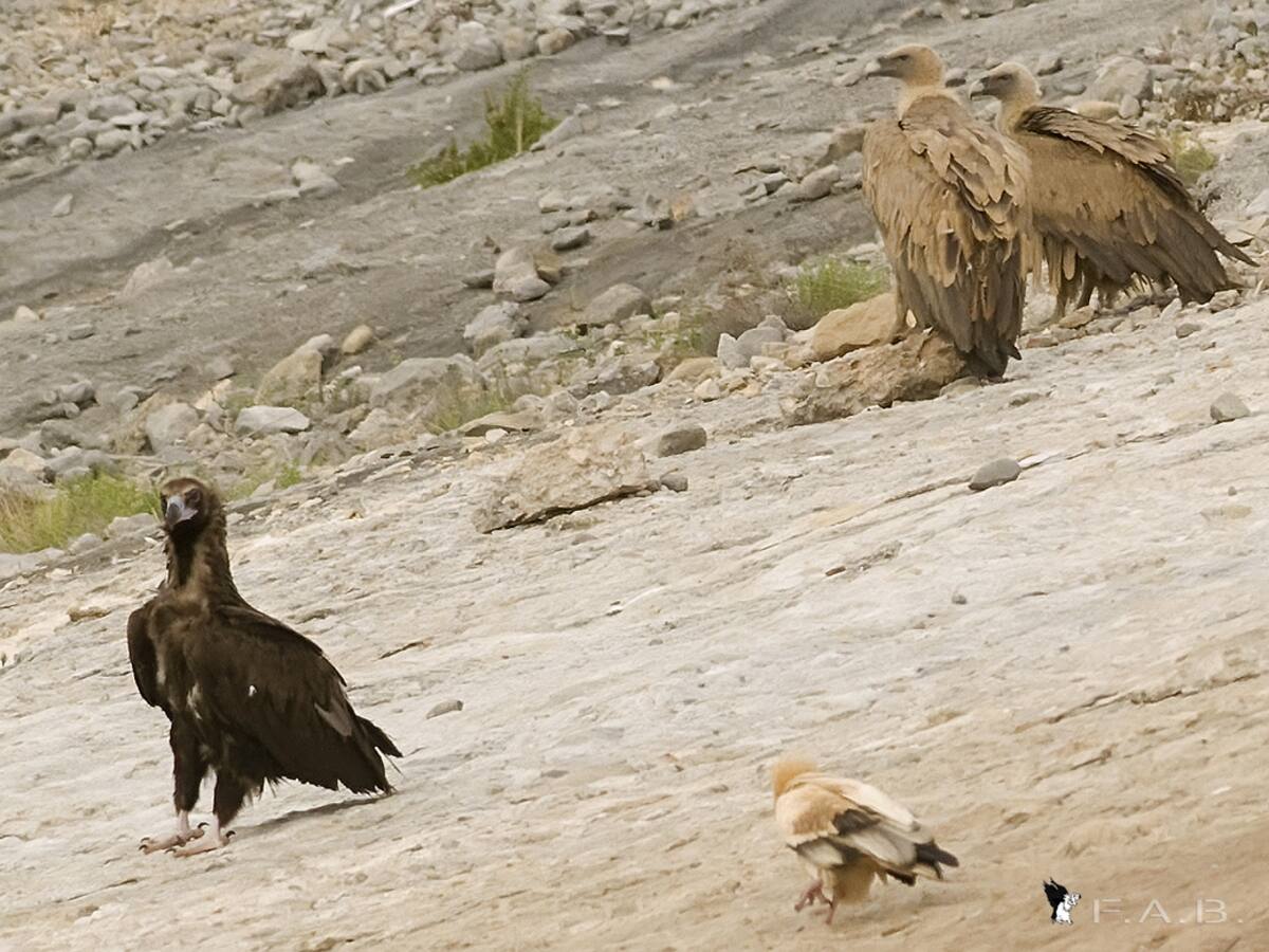 Francisco José Porquet, autor de "Manu y los Buitres"