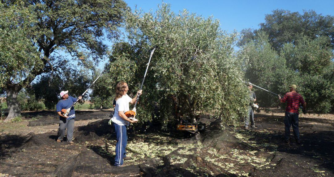 Un grupo de personas trabaja en un tajo de aceituna.