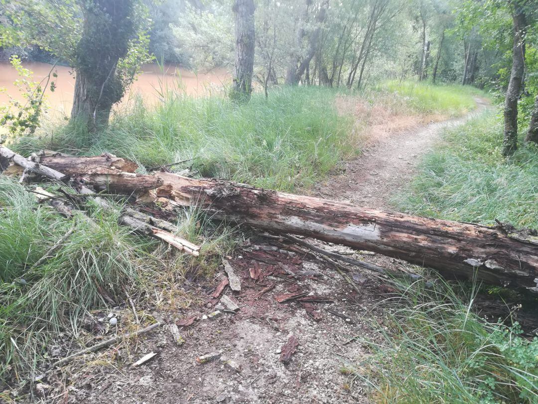 Imagen del árbol tronchado en el GR-14