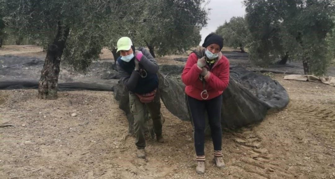 Dos mujeres trabajan en la recolección de la aceituna.