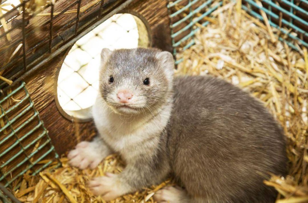 Imagen de archivo de un visón