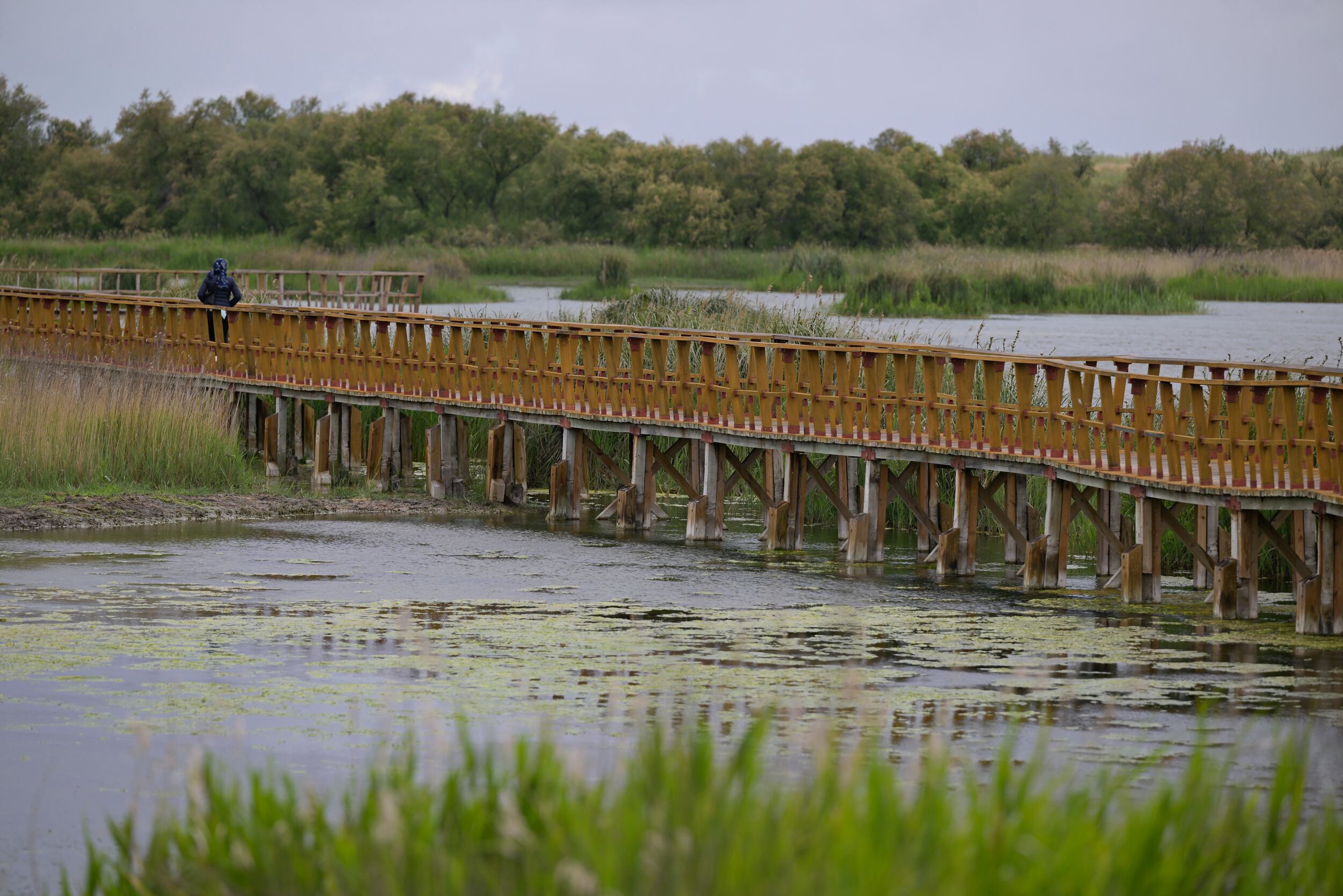 DAIMIEL (CIIUDAD REAL), 27/04/2024.- El Parque Nacional de Las Tablas de Daimiel, considerado a nivel internacional como uno de los humedales más importantes de España, ha alcanzado las 623 hectáreas inundadas, gracias a los aportes que está recibiendo del río Gigüela, cuyo cauce ha vuelto a ver circular el agua, tras el carrusel de borrascas que se registraron durante la pasada Semana Santa.EFE/ Jesús Monroy
