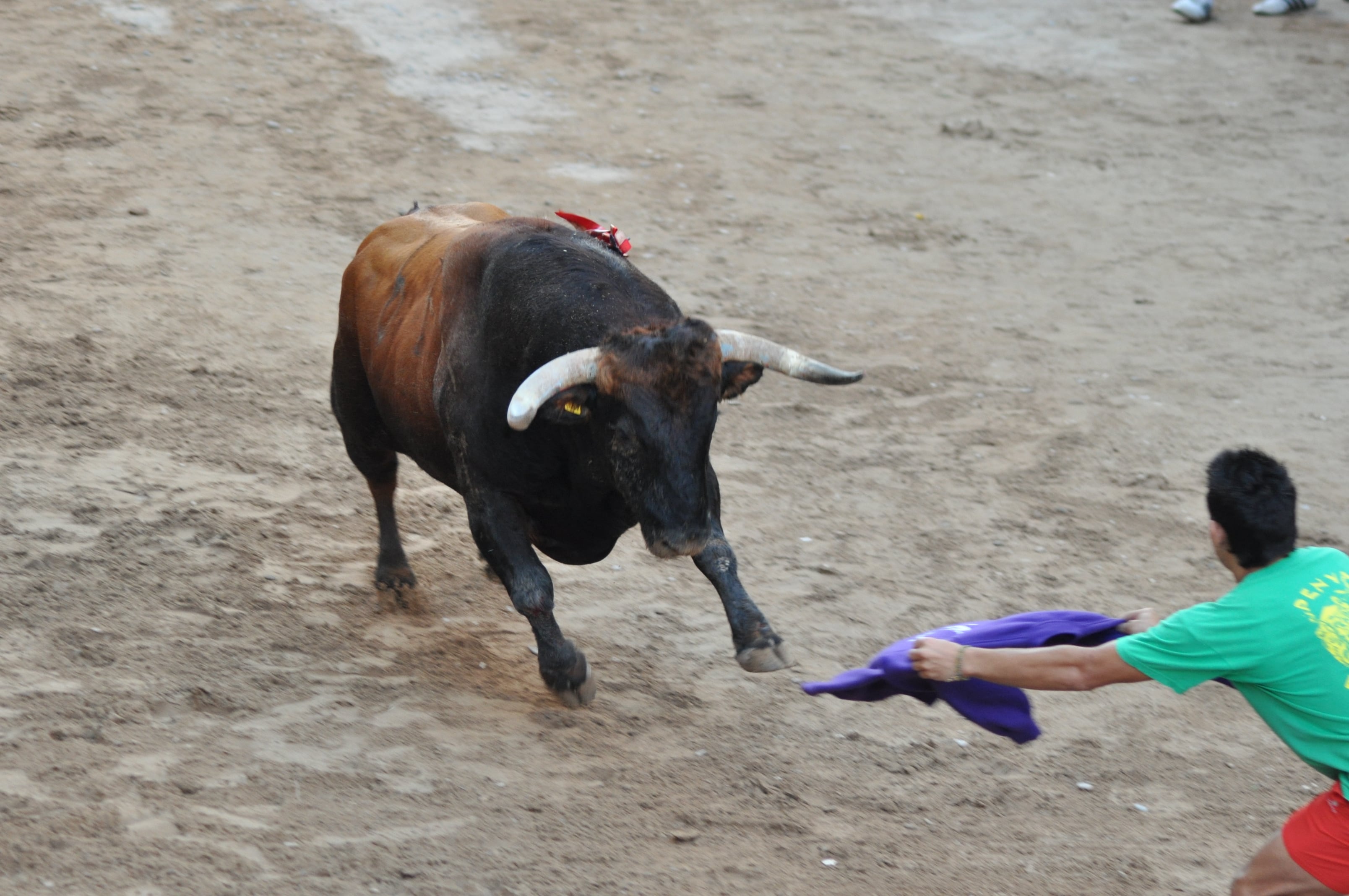 &#039;Bous al carrer&#039;