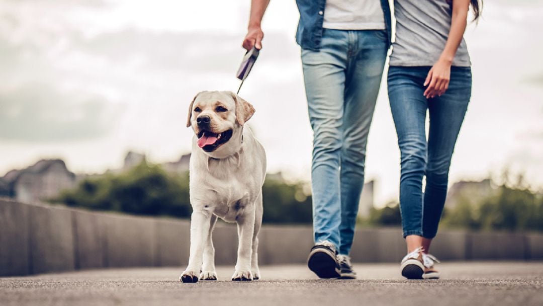 Una pareja pasea con su perro. Imagen de archivo