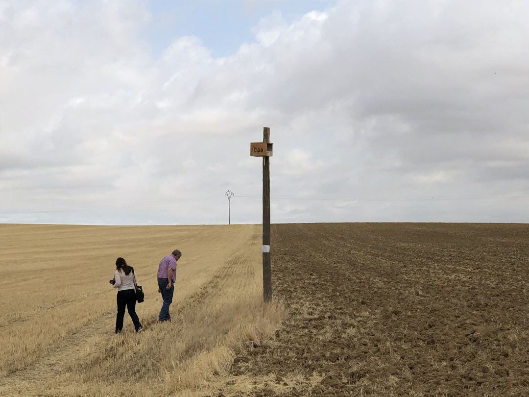 Caja de aves rapaces sobre una tierra de Autillo de Campos