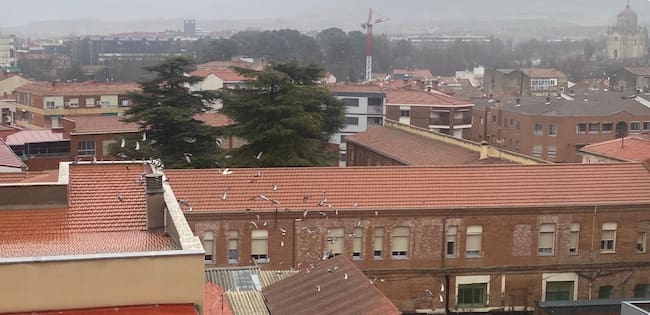 Palomas volando sobre los tejados en la calle Virgen del Amparo
