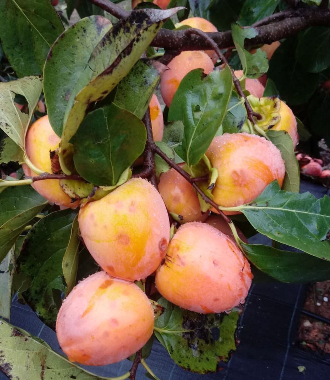 Daños en caquis producidos por el granizo