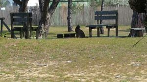 Lince Ibérico en el centro de visitantes del Acebuche en Doñana