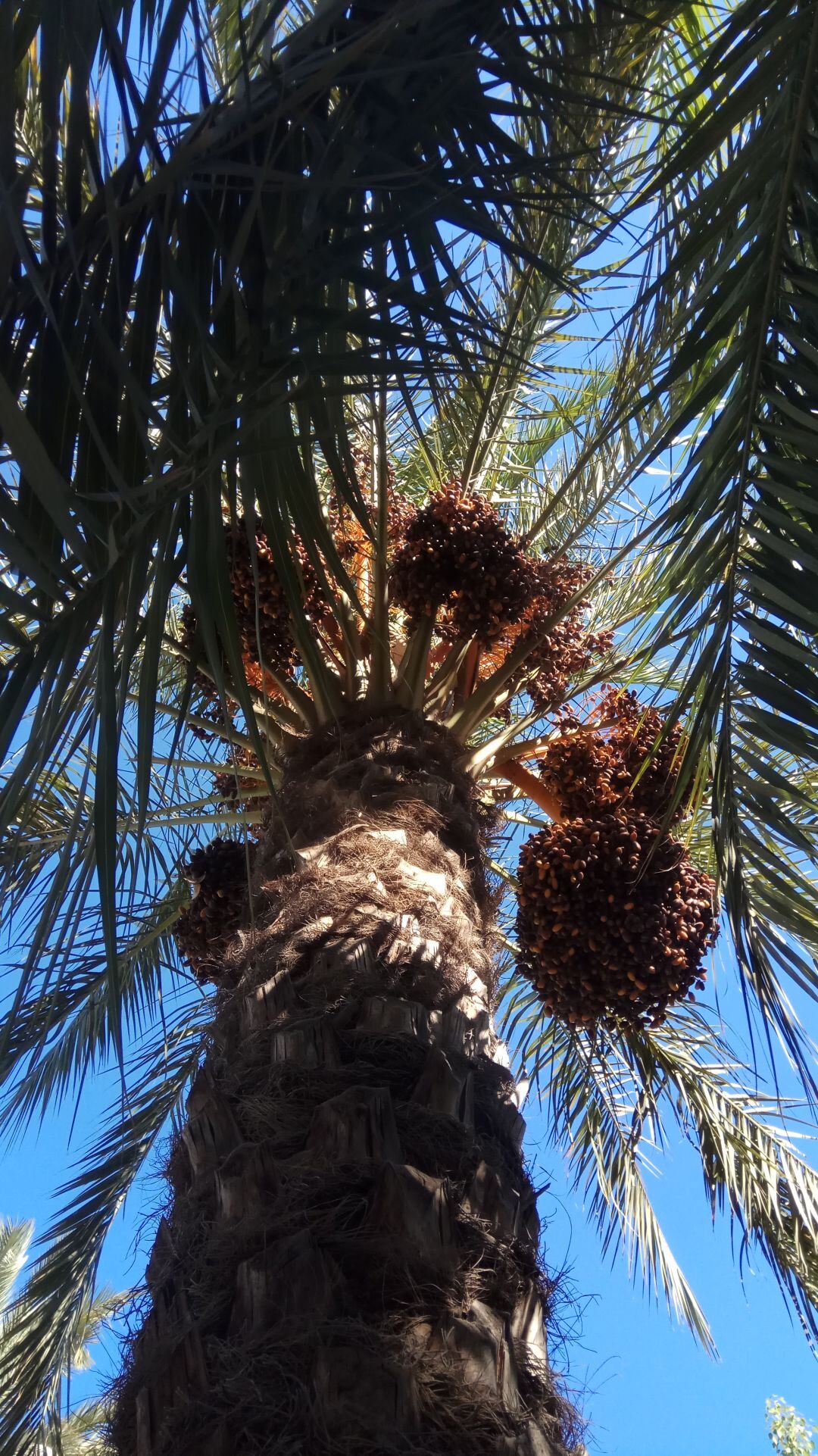 huertos de palmeras